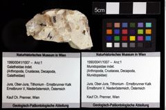 Foto (Objket + Etiketten) von Munidopsidae indet. 